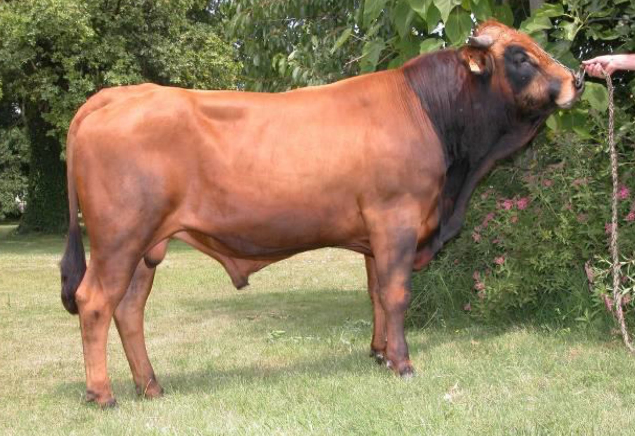 NICOTIN FR 73 97 020 519 TARENTAISE - ტარენტაიზი